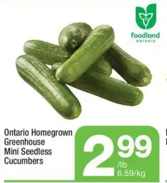 Highland Farms Ontario Homegrown Greenhouse Mini Seedless Cucumbers offer