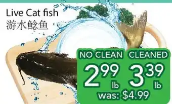 Ample Food Market Live cat fish offer