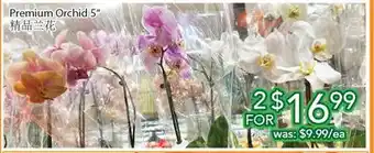 Ample Food Market Premium orchid 5 offer