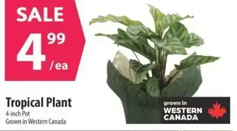 Co-op Tropical Plant 4-inch Pot offer