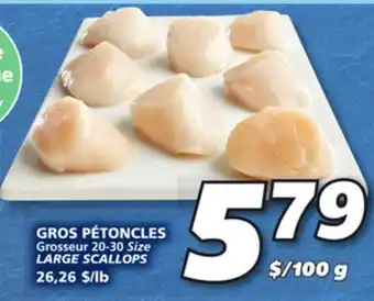 IGA Large scallops offer