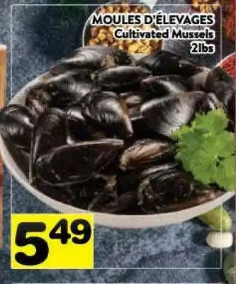 Supermarché PA Moules d'élevages cultivated mussels offer