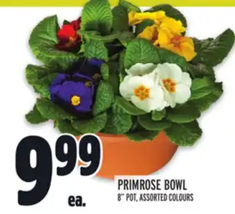 Metro Primrose bowl offer