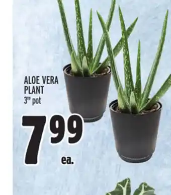 Metro Aloe vera plant offer