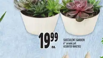 Metro Succulent garden offer