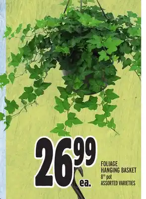 Metro Foliage hanging basket offer