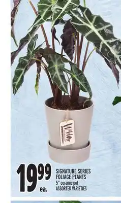 Metro Signature series foliage plants offer
