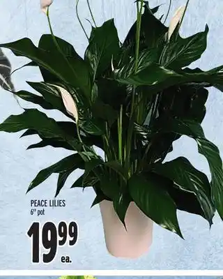 Metro Peace lilies offer