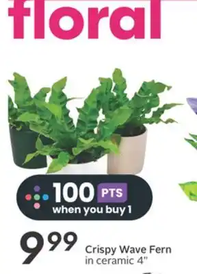 Sobeys Crispy wave fern in ceramic offer