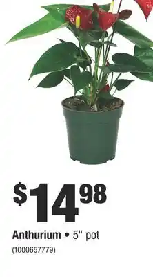 Home Depot Anthurium offer