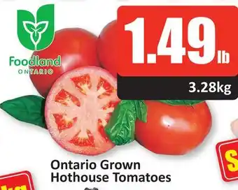 Starsky Ontario grown hothouse tomatoes offer