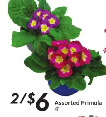 Sobeys Assorted primula offer