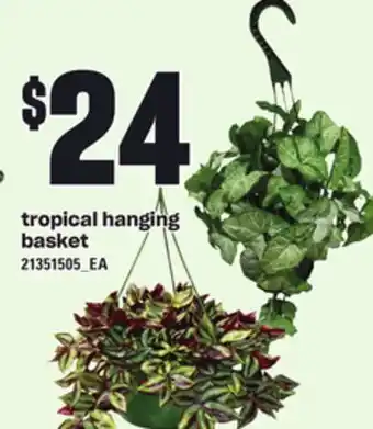 Loblaws Tropical hanging basket offer