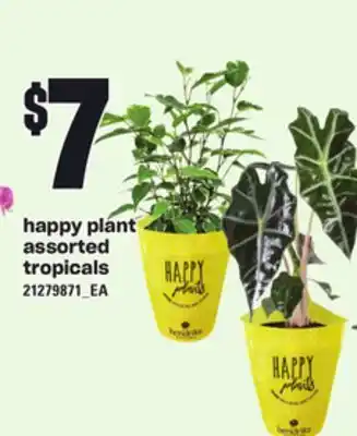 Independent Grocer Happy plant assorted tropicals offer