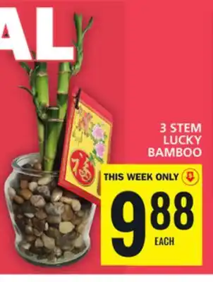 Food Basics 3 stem lucky bamboo offer