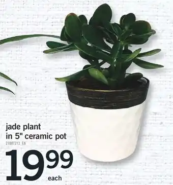 Fortinos Jade plant in 5 ceramic pot offer