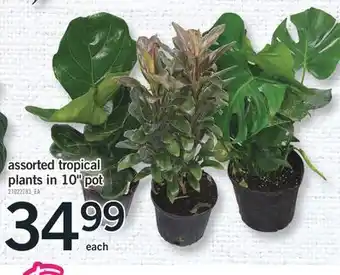 Fortinos Assorted tropical plants in 10 pot offer