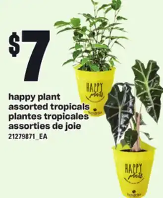 Independent City Market Happy plant assorted tropicals offer