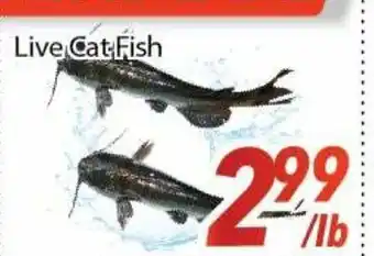 Bestco Food Mart Live cat fish offer
