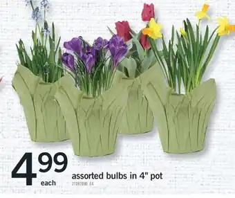 Fortinos Assorted bulbs in 4 pot offer