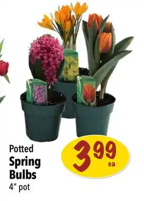 Farm Boy Potted spring bulbs offer