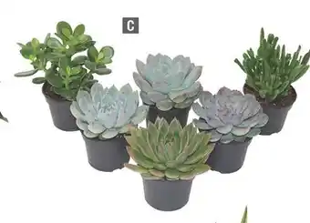 Home Depot Assorted succulents offer