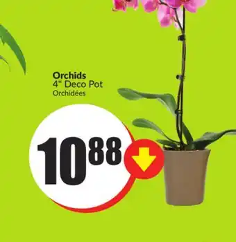 FreshCo Orchids 4 deco pot offer