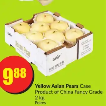Chalo FreshCo Yellow asian pears case product of china fancy grade 2 kg offer