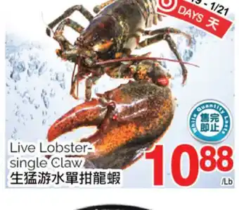 T&T Supermarket Live lobster single claw offer