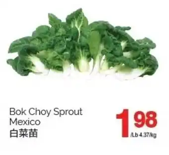 T&T Supermarket Bok Choy Sprout offer
