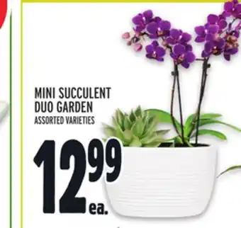 Metro MINI SUCCULENT DUO GARDEN offer