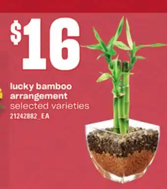 Loblaws LUCKY BAMBOO ARRANGEMENT offer