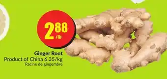 FreshCo Ginger Root Product of China 6.35/kg offer