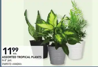 RONA ASSORTED TROPICAL PLANTS offer