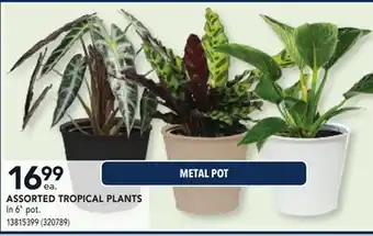 RONA ASSORTED TROPICAL PLANTS offer
