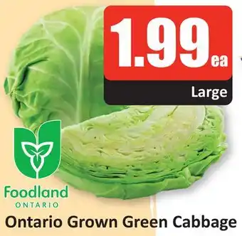 Starsky Ontario Grown Green Cabbage offer