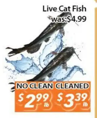 Ample Food Market Live Cat Fish offer