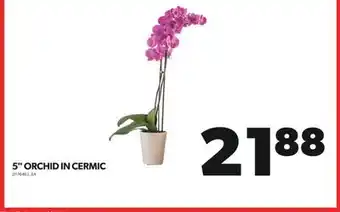 Real Canadian Superstore 5 ORCHID IN CERMIC offer