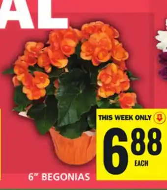 Food Basics 6 BEGONIAS offer