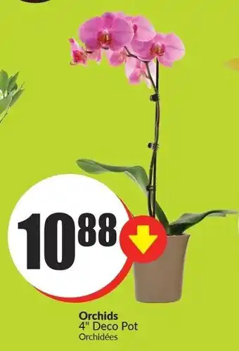 FreshCo Orchids 4" Deco Pot offer