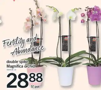 Fortinos double spike Magnifica orchid offer