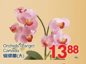 T&T Supermarket ORCHIDS, Large offer