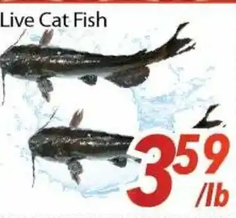 Bestco Food Mart Live Cat Fish offer
