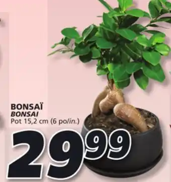 IGA BONSAI offer