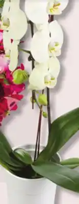 IGA ORCHID offer