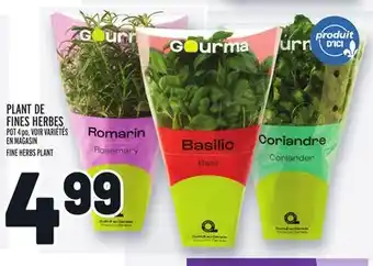 Metro PLANT DE FINES HERBES | FINE HERBS PLANT offer