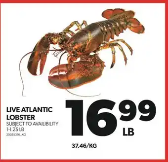 Real Canadian Superstore LIVE ATLANTIC LOBSTER, 1-1.25 LB offer