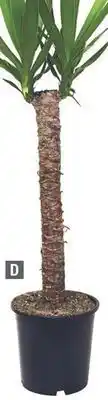 Home Depot Assorted Tropical Yucca Cane offer
