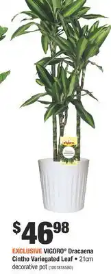 Home Depot VIGORO Dracaena Cintho Variegated Leaf offer