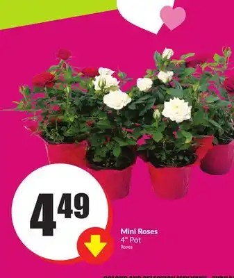 Chalo FreshCo Mini Roses 4 Pot offer